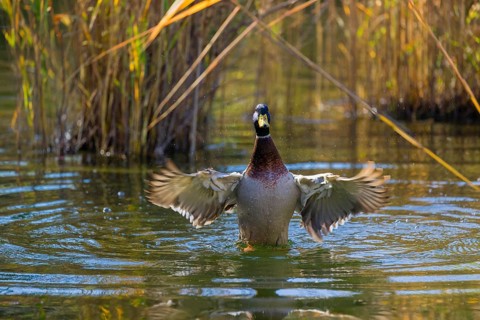 A male mallard or wild duck (Anas platyrhynchos) bathes in a pond, flapping its wings