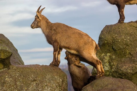 Two ibex (Capra ibex), a male and a female, stand on a rock. The male shows some flehming and