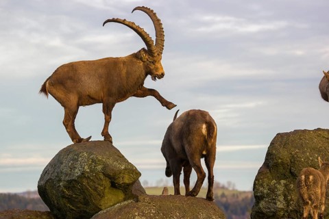 Two ibex (Capra ibex), a male and a female, stand on a rock. The male touches the female gentle