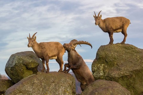 Two ibex (Capra ibex), a male and a female, stand on a rock. The male shows some flehming and