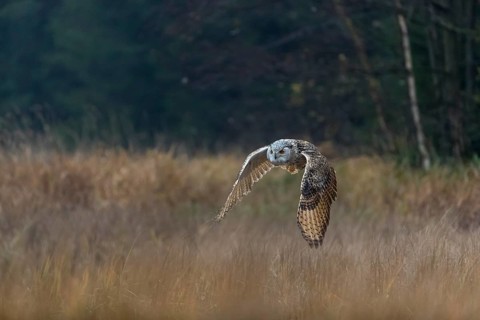 One Siberian Eagle Owl (Bubo bubo sibiricus) flying over tall reed grass lakeshore on an autumnal