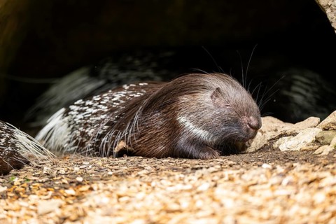 Old World porcupines (Hystrix cristata), Germany, Europe