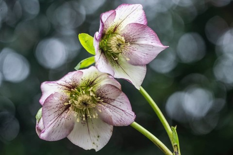 Lenzrose (Helleborus orientalis-Hybride Picote), Emsland, Lower Saxony, Germany, Europe