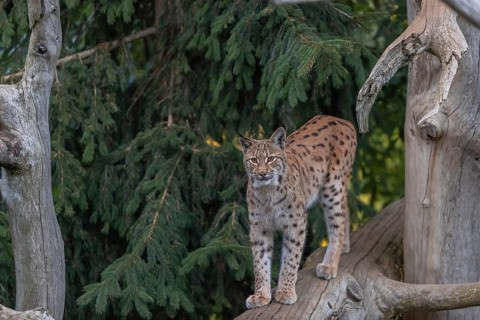 One Eurasian lynx, (Lynx lynx), walking on a fallen tree. Frontal view with green vegetation in the