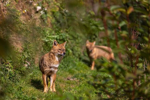 Two golden jackal (Canis aureus) walking through dense green vegetation