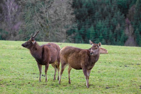 A female sambar deer and a stag (Rusa unicolor) stand in a meadow