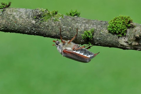 Cockchafer, field cockchafer (Melolontha melolontha), female walking on a branch, Wilnsdorf, North