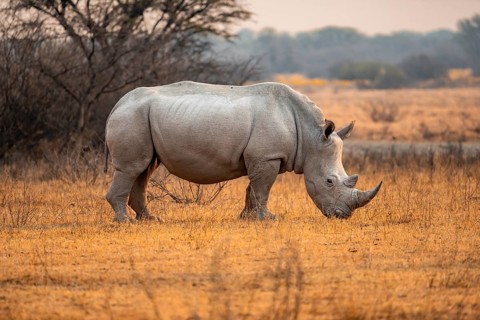 Southern white rhinoceros (Ceratotherium simum simum), rhino in the evening light, Khama Rhino