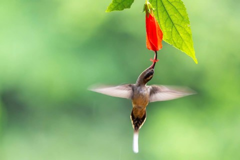 Long-billed Shadow Hummingbird (Phaethornis longirostris), Hummingbird (Trochilidae), Swiftbirds