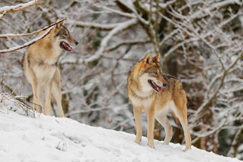Two adult grey wolves (Canis lupus lupus) stand on a sloping, snow-covered meadow on a cold, cloudy