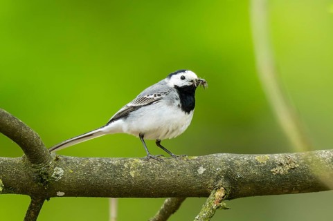 White wagtail (Motacilla alba) sitting on a branch, Bavaria, Germany, Europe