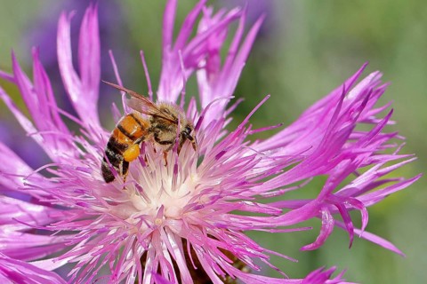 European honey bee (Apis mellifera), collecting nectar from a flower of the meadow knapweed or