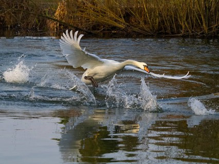 Mute Swan (Cygnus olor), male bird, nearly in flight across a lake in its breeding territory, about