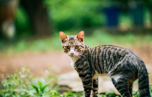 Portrait of a beautiful domestic cat in the backyard