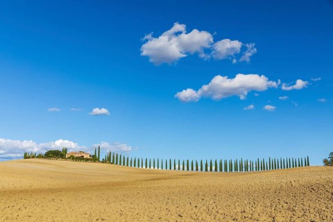 Poggio Covili estate with cypress avenue (Cupressus) on a hill, Castiglione d'Orcia, Val d'Orcia,