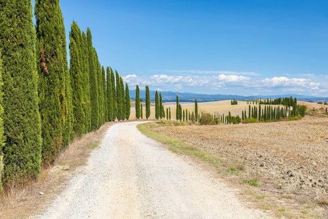 Long half avenue with columnar cypresses (Cupressus sempervirens) near Siena, Tuscany, Italy,