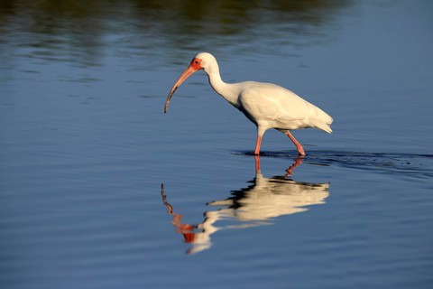Snowy Ibis, (Eudocimus albus), adult, in the water, foraging, Merritt Island, Black Point Wildlife