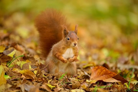 Eurasian squirrel (Sciurus vulgaris), standing in a meadow full of autumn leaves with colourful