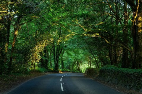 An avenue in West Cornwall. The trees form a canopy. Evening, golden hour. Cornwall, England, Great