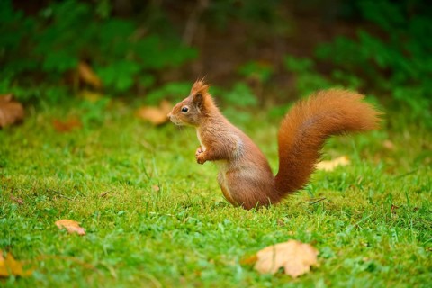 Eurasian squirrel (Sciurus vulgaris), sitting attentively in a meadow with autumn leaf litter,