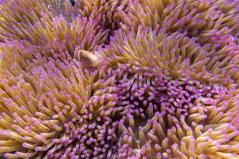 Collared anemonefish and anemone, Ko Kut Island or C in the Gulf of Thailand