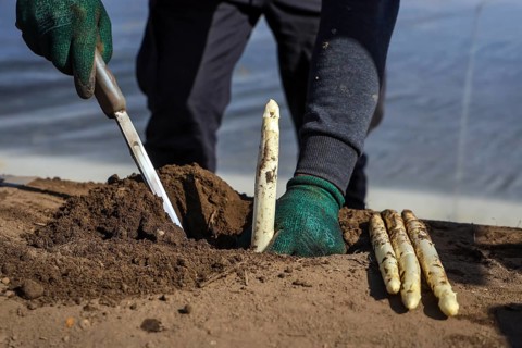 Wesel, North Rhine-Westphalia, Germany, Harvest workers from Eastern Europe harvest the first