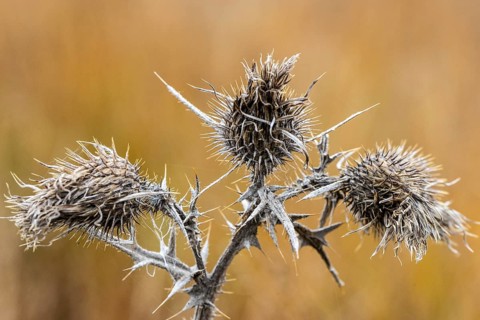Creeping thistle (Cirsium vulgare), Emsland, Lower Saxony, Germany, Europe