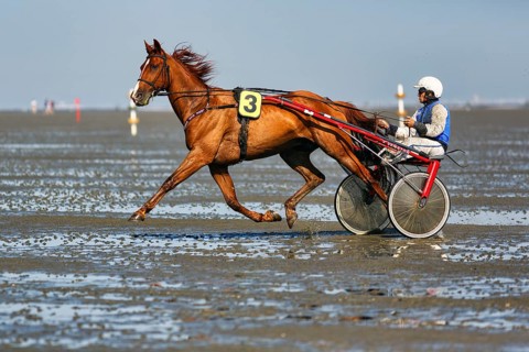 Horse with sulky, trotter, horse-drawn carriage, trotting race in the mudflats, Duhner Wattrennen