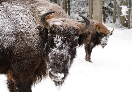 Bison in the winter forest with snow-covered fur, bison (Bos bonasus), Bavarian Forest National