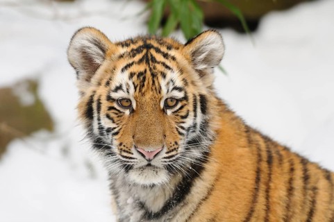 A young tiger cub looks curiously into the camera, surrounded by snow, Siberian tiger (Panthera