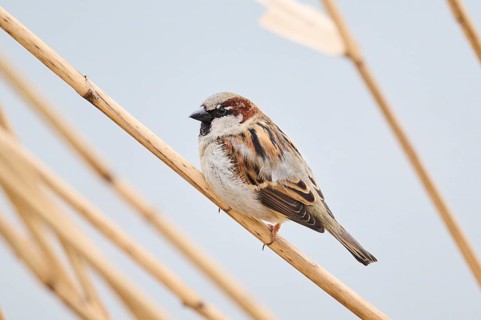 House sparrow (Passer domesticus) sitting on a reed, Bavaria, Germany, Europe