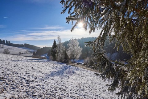 Hilly hazy winter landscape, forest, snow-covered trees, backlight of the sun breaks through fir