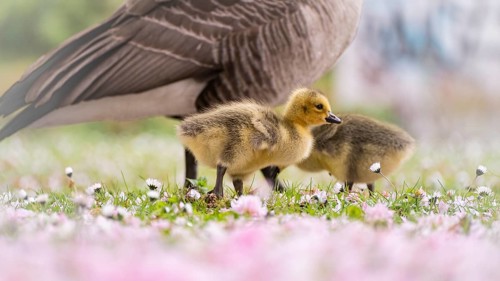 Canada goose chicks (Branta canadensis) two walking through grass, surrounded by daisies, profile