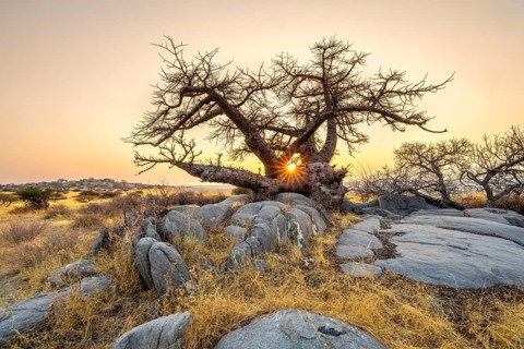 African baobab or baobab tree (Adansonia digitata), at sunrise, sun star, Kubu Island (Lekubu),
