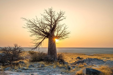 African baobab or baobab tree (Adansonia digitata), at sunrise, sun star, Kubu Island (Lekubu),