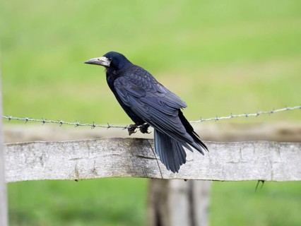Rook (Corvus frugilegus), adult bird, perched on a barbed wire fence, Hesse, Germany, Europe