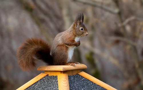 Eurasian red squirrel (Sciurus vulgaris), sitting on a bird feeder, Stuttgart, Baden-Württemberg,