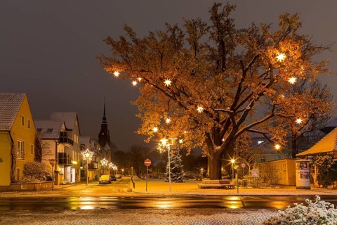 Oak tree on Wettinplatz with Herrnhut stars, star tree, in the background the New Church of Peter