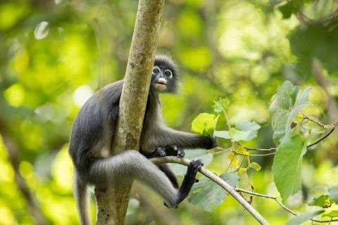 Dusky leaf monkey (Trachypithecus obscurus), Kaeng Krachan National Park, Phetchaburi Province,