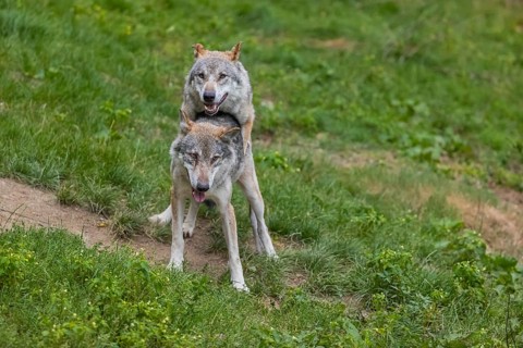 Two adult male eurasian gray wolves (Canis lupus lupus), social behaviour, dominance
