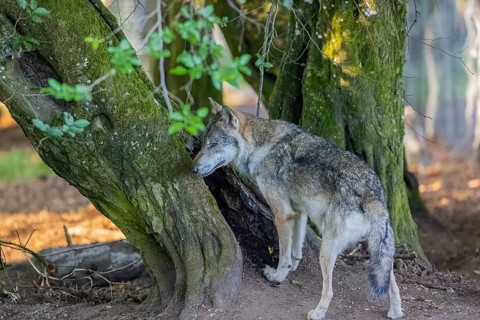 One adult male eurasian gray wolf (Canis lupus lupus) standing in front of an old split tree at a
