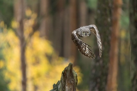 One spotted eagle-owl (Bubo africanus) flying thru a forest. Trees and leaves in the background