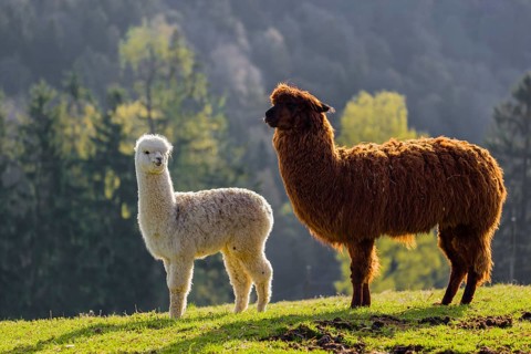 A brown female Alpaca (Vicugna pacos) and its white young stand on a green meadow . A forest is in
