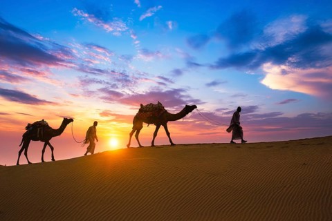 Indian cameleers camel drivers bedouin with camel silhouettes in sand dunes of Thar desert on
