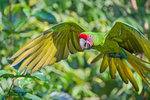 Great green macaw in flight (Ara ambiguus) Costa Rica