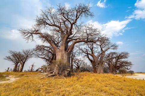 Babobabs on the edge of a salt pan, Baine's Baobabs, Nxai Pan National Park, Botswana, Africa
