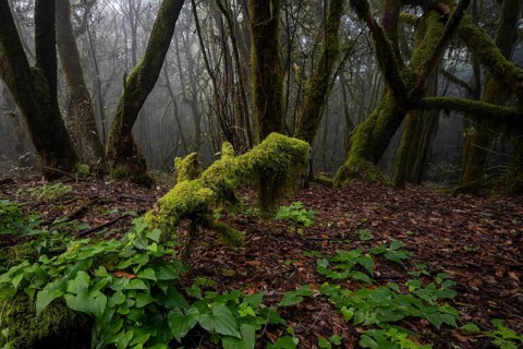 Cloud forest, laurel forest, Garajonay National Park, UNESCO World Heritage Site, La Gomera, Canary