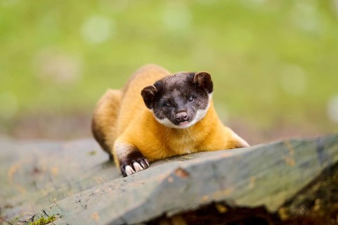 Yellow-throated marten (Martes flavigula) on an old tree trunk, Germany, Europe