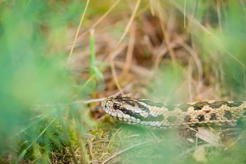 Portrait of a Hungarian meadow viper (Vipera ursinii rakosiensis) lying in tall grass