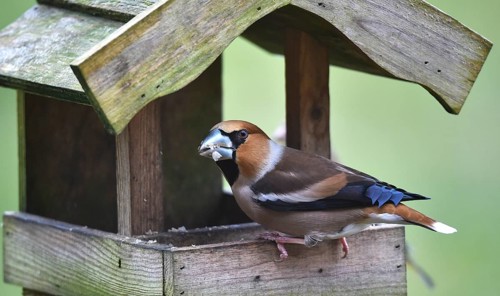 Hawfinch (Coccothraustes coccothraustes) eats sunflower seeds at the birdhouse